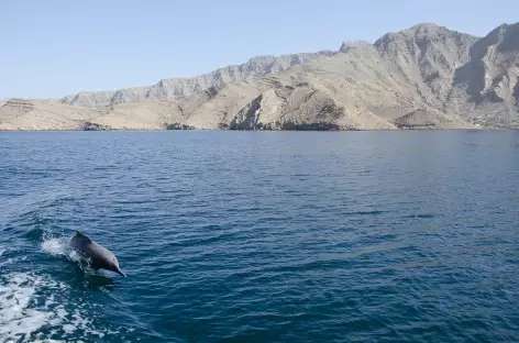 Dauphin dans les fjords du Musandam - Oman