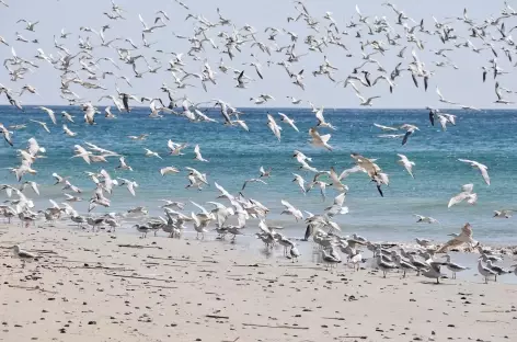 Nombreux oiseaux vers Khor Rori, Dhofar - Oman