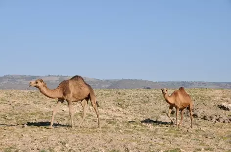 Dromadaires du Dhofar - Oman