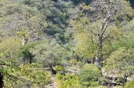 Luxuriant Wadi Darbat - Oman