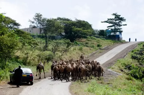 Troupeau de dromadaires, région du Dhofar - Oman