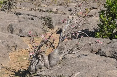 Pied d'éléphant, Wadi Darbat - Oman