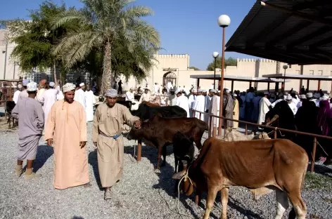 Marché au bestiaux de Nizwa - Oman