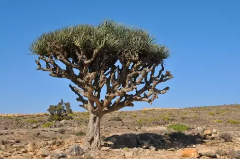 Dragonnier du Dhofar - Oman