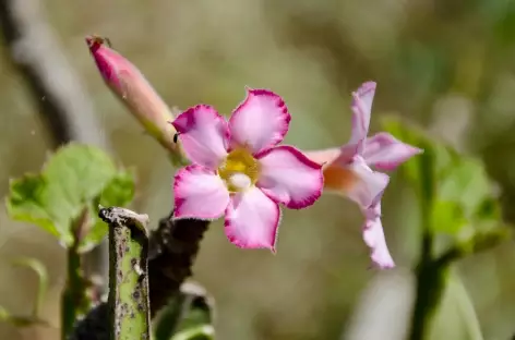 Fleur du Dhofar - Oman