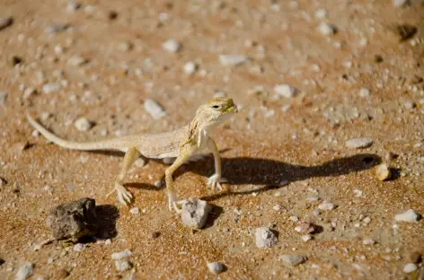 Lézard, désert du Rub Al Khali - Oman