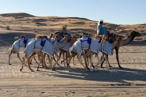 Dromadaires de course en plein entraînement à Al Dahir - Oman