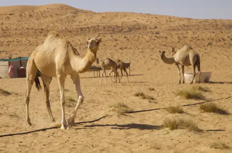 Désert du Wahiba - Oman