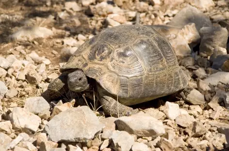 Tortue caretta-caretta vers Olüdeniz - Turquie