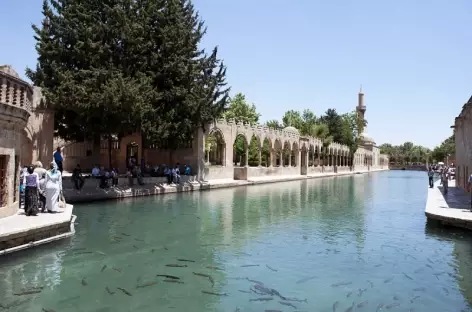 Bassins d’eau sacré à Sanli Urfa - Turquie