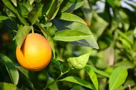 Orange de Çirali, Lycie - Turquie