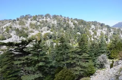 Cèdres du Liban sur les pentes du Mont Olympe (2366 m), Lycie - Turquie