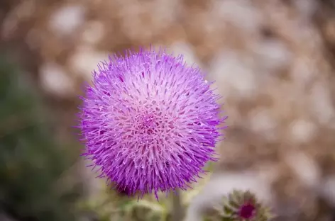 Flore de montagne - Turquie