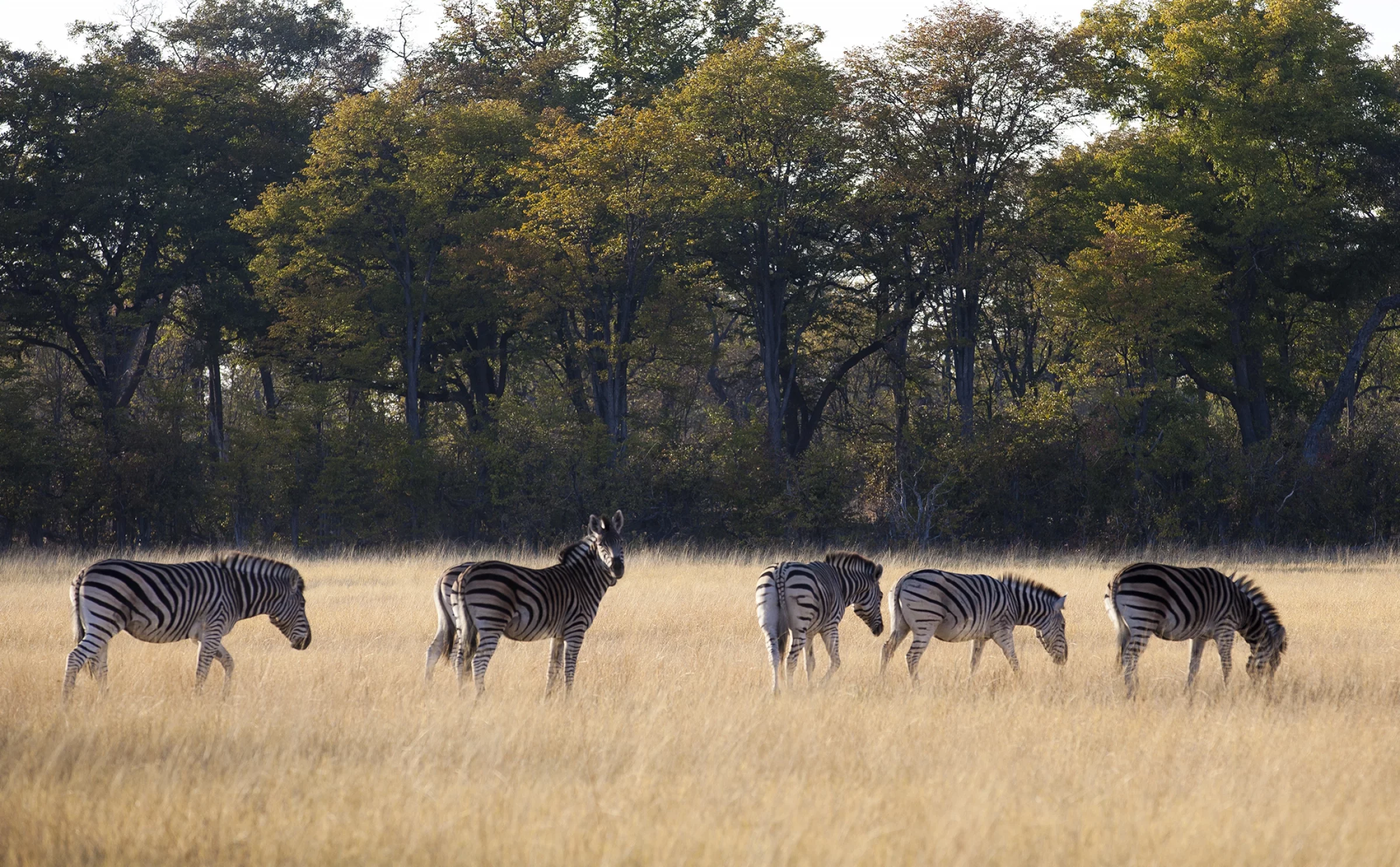 Voyages Botswana