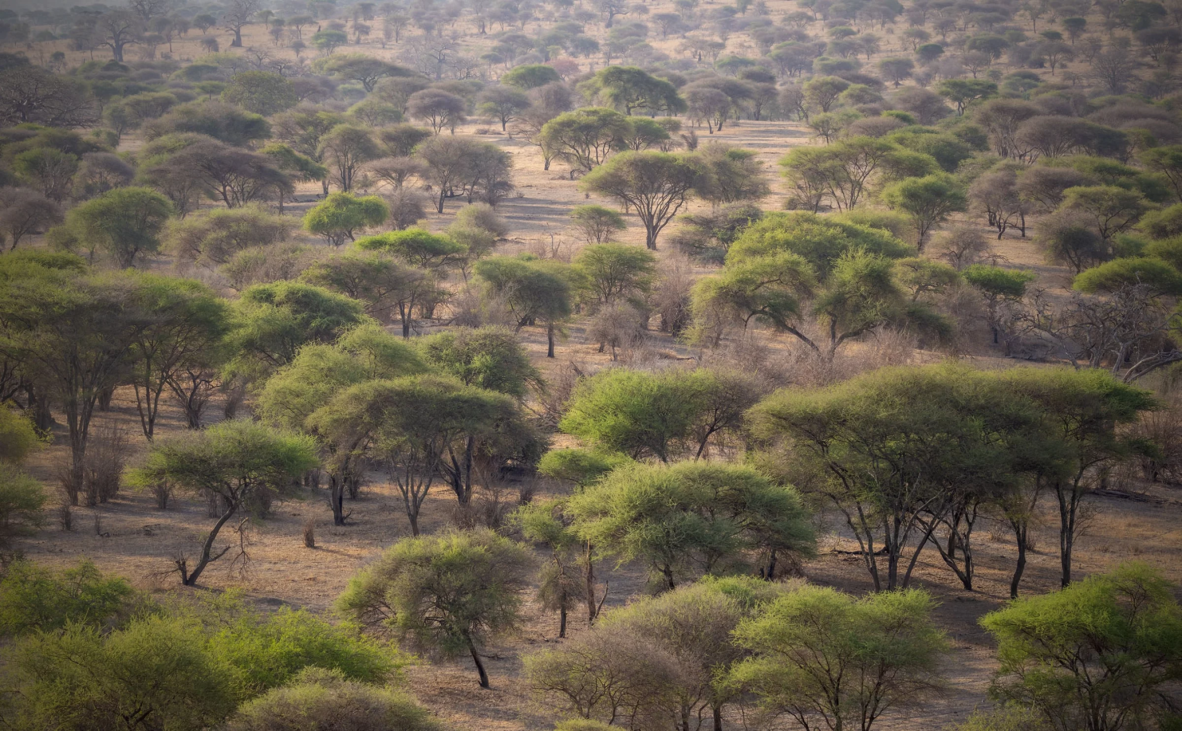 Tanzanie