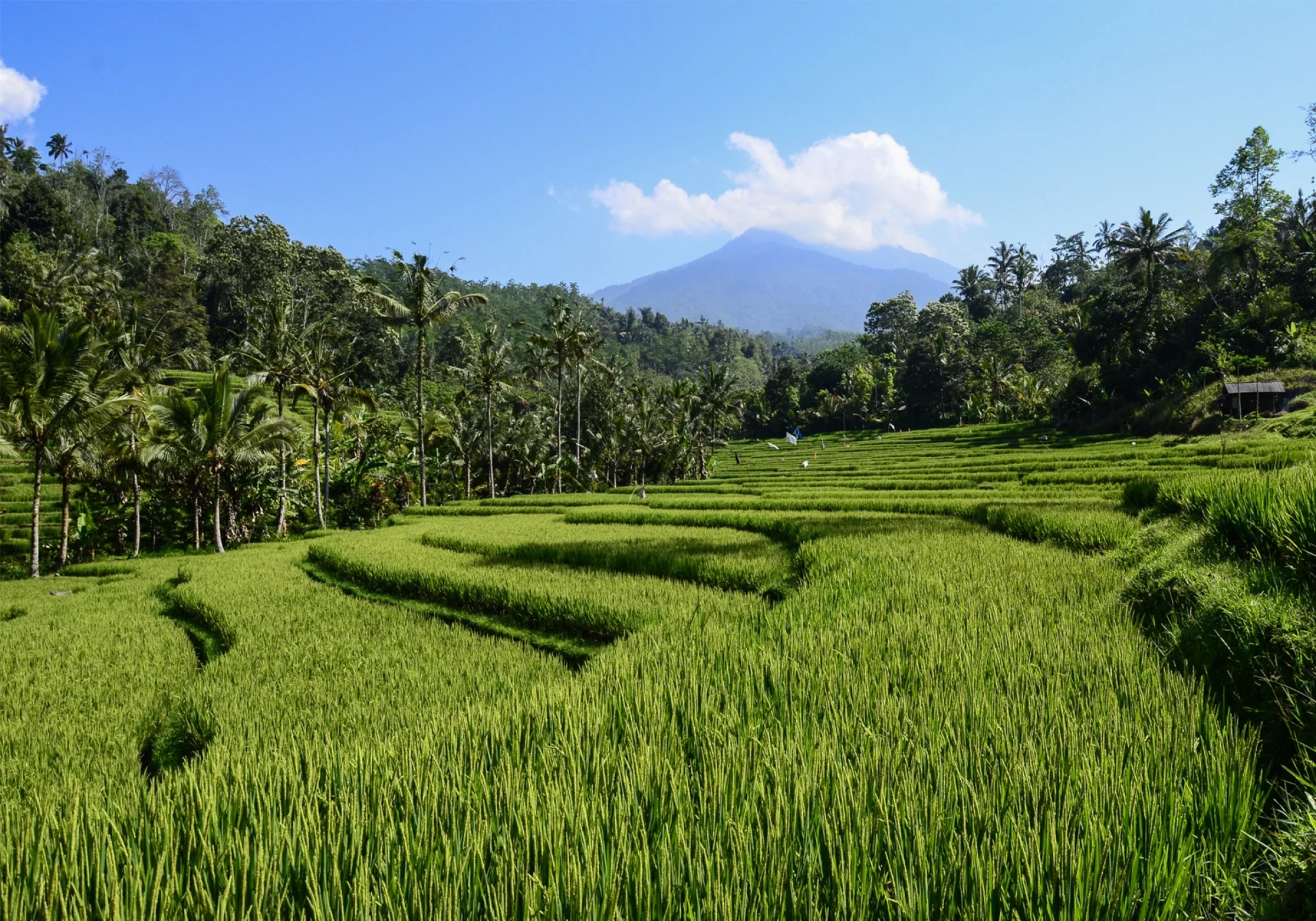 Bali