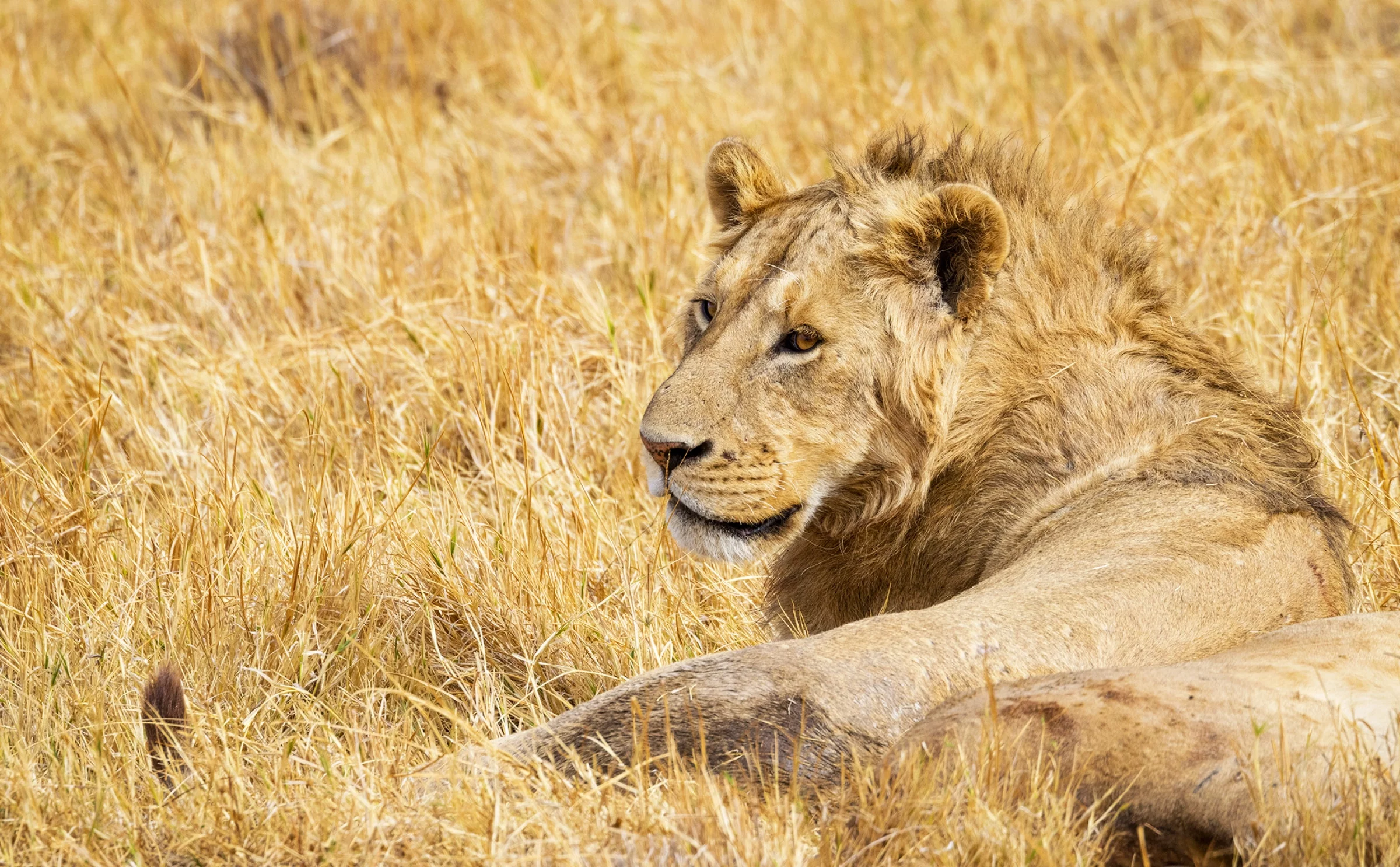 Voyages Safari