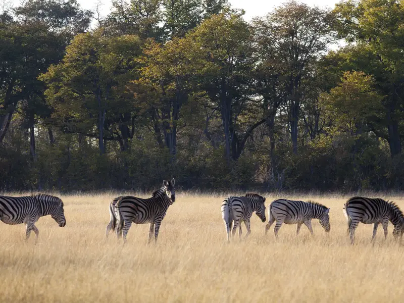 Voyages au Botswana