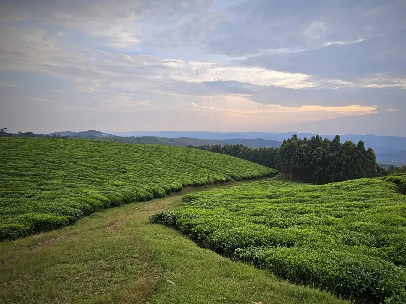 Voyages au Rwanda