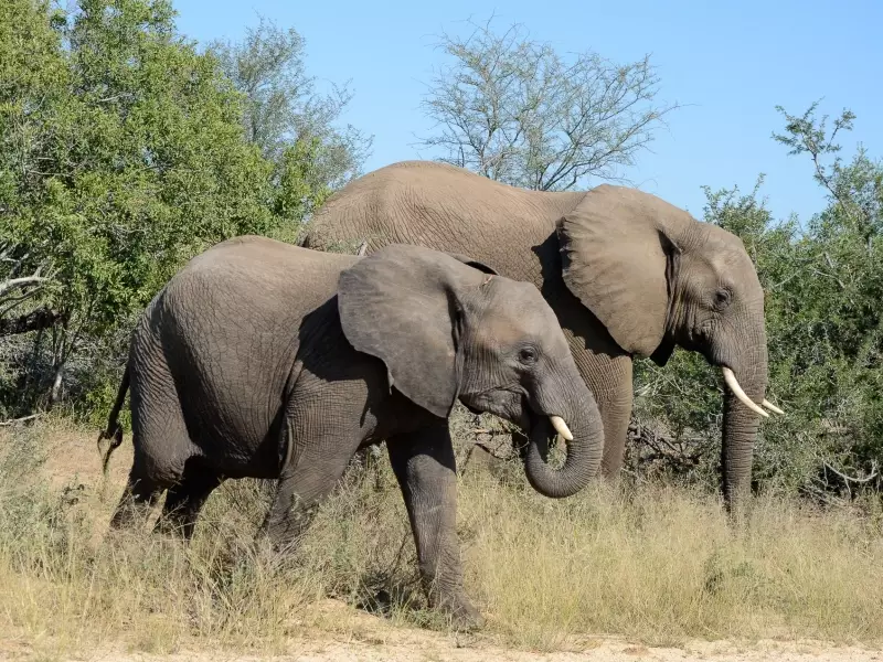 Eléphants dans le parc Kruger - Afrique du Sud, &copy; Julien Erster - TIRAWA 