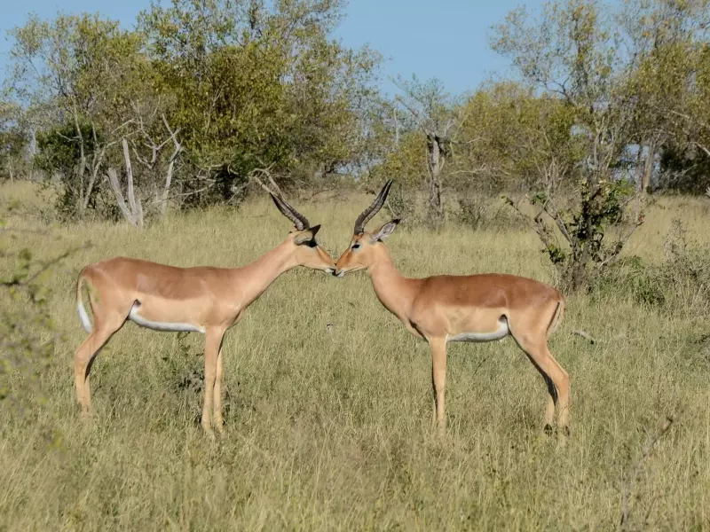 Impalas, parc Kruger - Afrique du Sud, &copy; Julien Erster - TIRAWA 