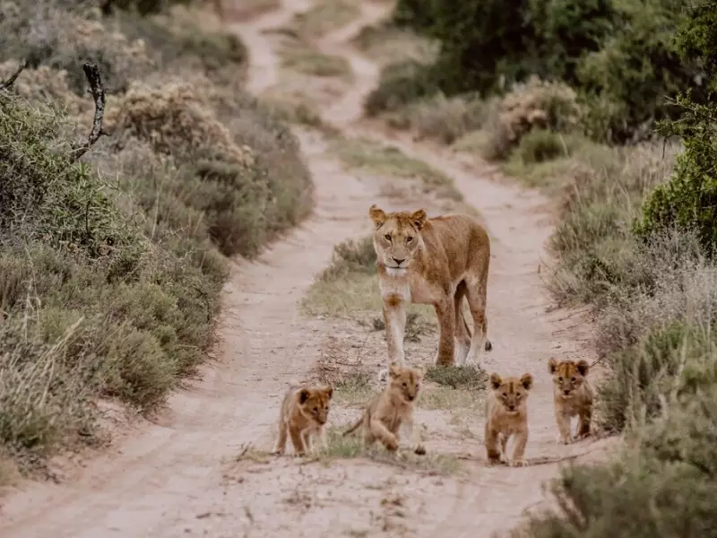 Famille Lion - Afrique du Sud, &copy; Amakhala Game Reserve 