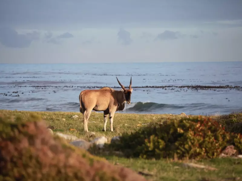 L'Eland du cap, symbole de la région - Afrique du Sud, &copy; Tirawa 