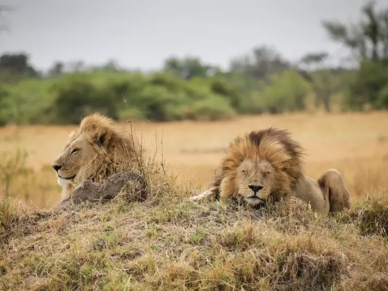 Duo de lions en pleine sieste, Réserve de Moremi - Botswana, &copy; Julien Erster - TIRAWA 