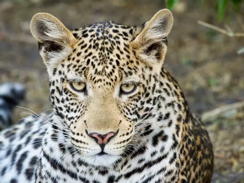 Le léopard vous attend au Parc National de Chobe - Botswana, &copy; Chobe Game Lodge 
