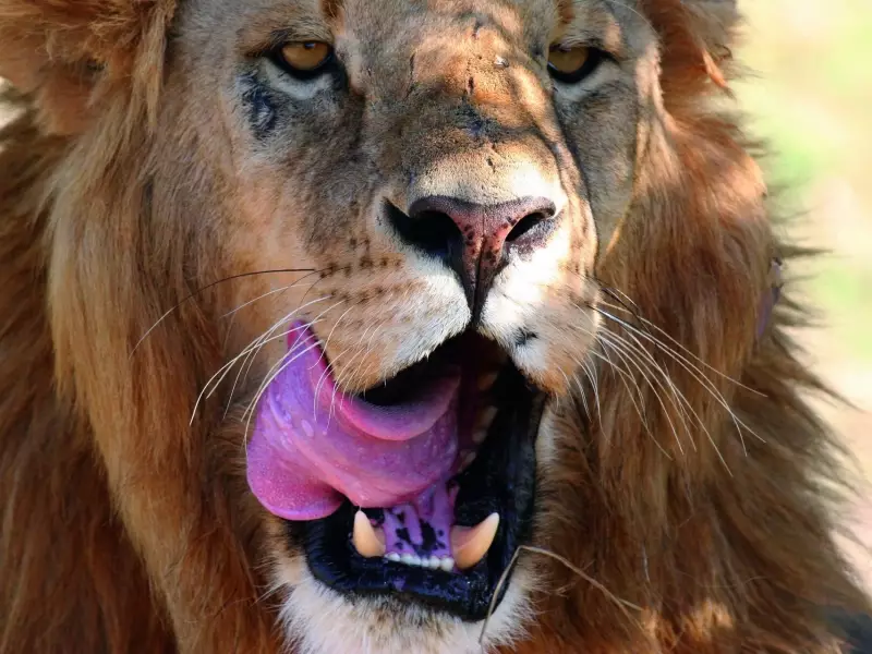 Lion affamé ! - Kenya, 