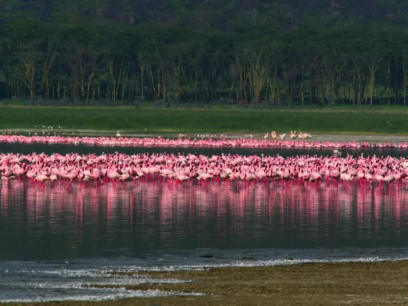 Flamants roses à Nakuru - Kenya, &copy; Julien Erster - TIRAWA 