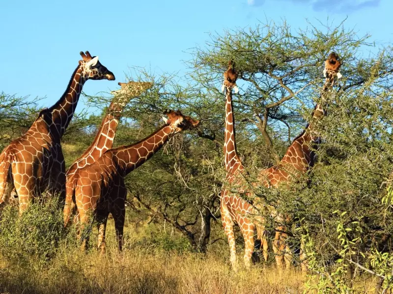 Premier safari...premières girafes !, &copy; Julien Erster -TIRAWA 