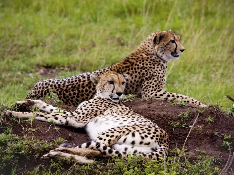 Guépards au Masai Mara, &copy; Julien Erster -TIRAWA 