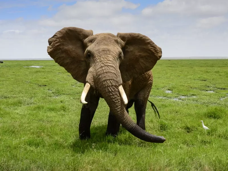 Eléphant dans le Parc national d'Amboseli - Kenya, &copy; Julien Erster - TIRAWA 