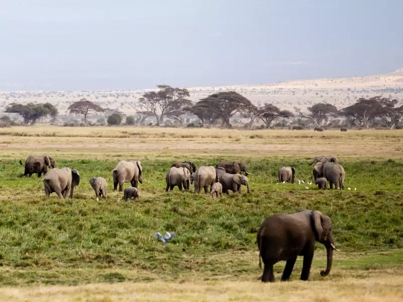 Eléphants, Parc d'Amboseli - Kenya, &copy; Christian Leroy - TIRAWA 