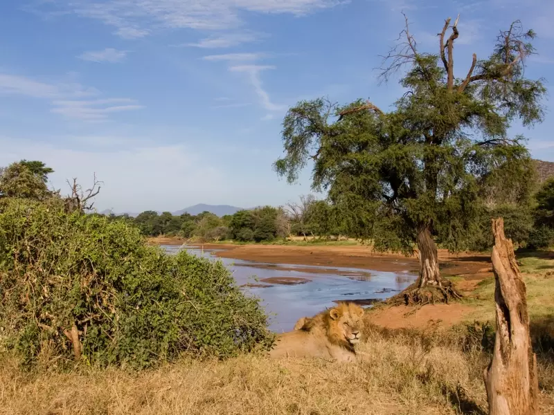 Lions, Parc de Samburu - Kenya, &copy; Julien Erster - TIRAWA 