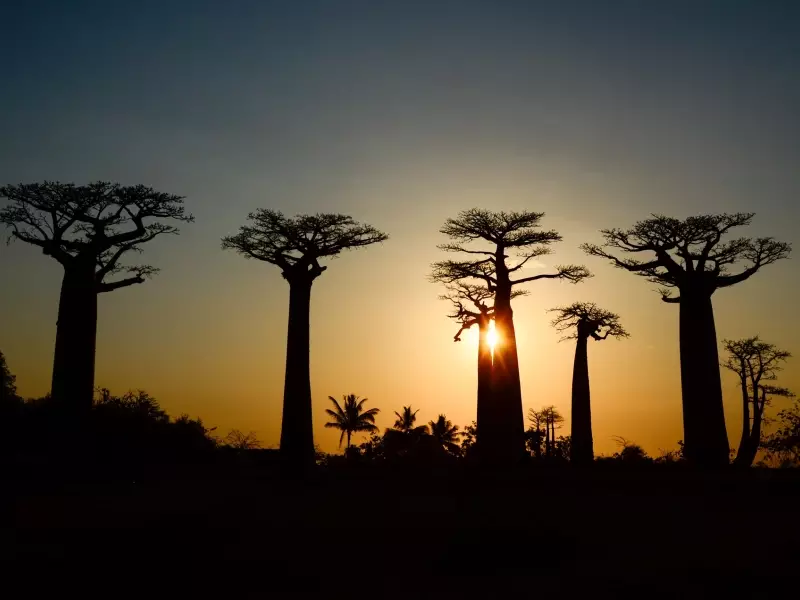 Coucher de soleil sur l'Allée des Baobabs - Madagascar, &copy; Julien Erster - TIRAWA 