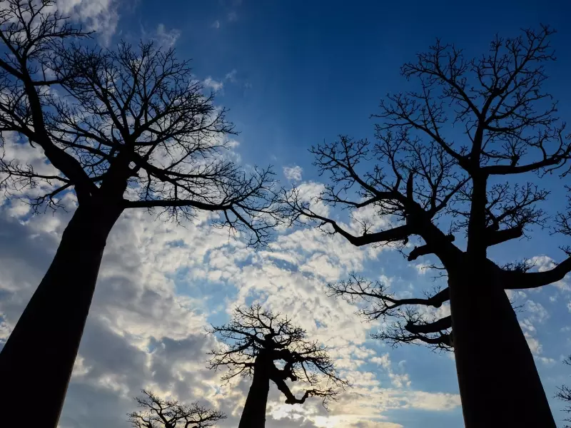 L'Ouest de Madagascar, pays des baobabs - Madagascar, &copy; Julien Erster - TIRAWA 