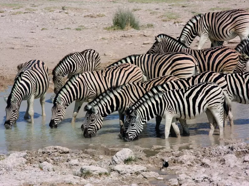 Zèbres au point d'eau, Parc national d'Etosha  - Namibie, &copy; Julien Erster - Tirawa 