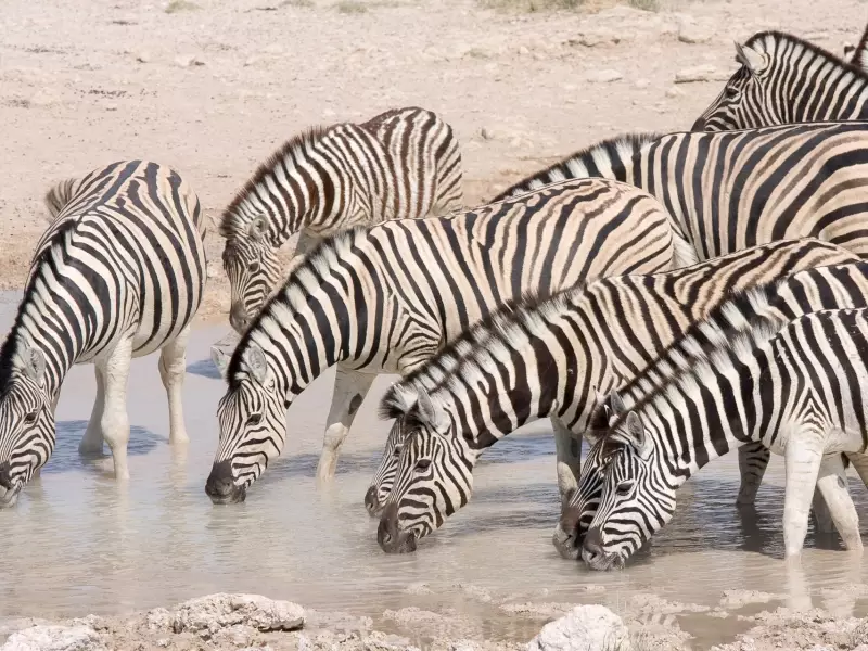 Zèbres à Etosha - Namibie, &copy; Julien Erster - TIRAWA 