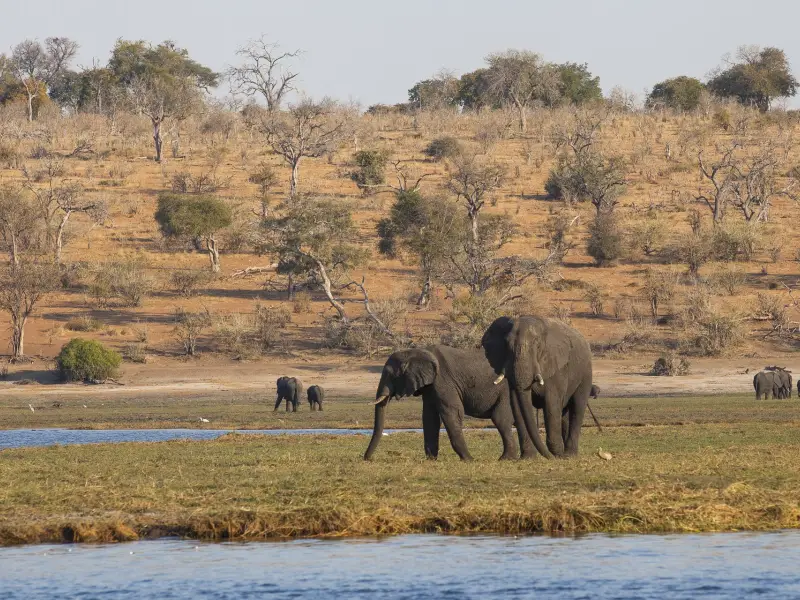 Eléphants sur les rives de la rivière Chobe - Botswana, &copy; Christian Juni - TIRAWA 