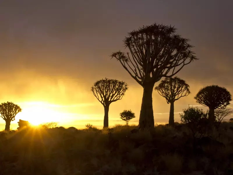 Forêt de kokerboom au coucher du soleil - Namibie, &copy; Julien Erster - TIRAWA 