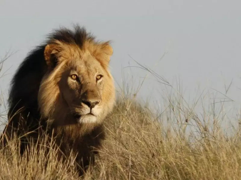 Lion à crinière noire , désert du Kalahari - Namibie, 