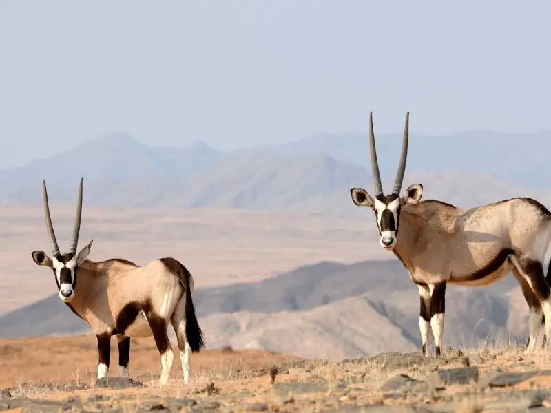 Oryx, Kaokoland - Namibie, &copy; David Rey 
