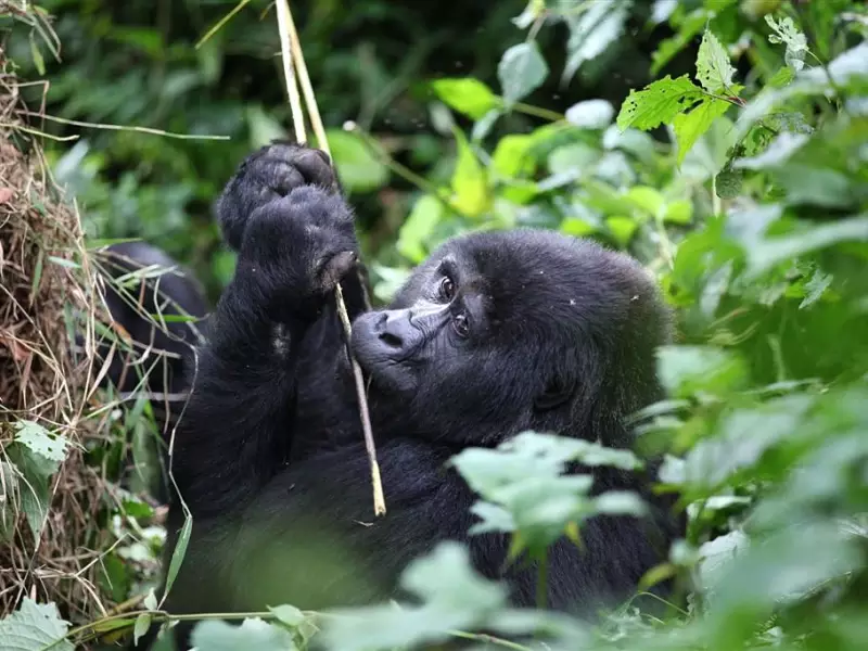 Jeune gorille, forêt impénétrable de Bwindi - Ouganda, &copy; Julien Erster - TIRAWA 