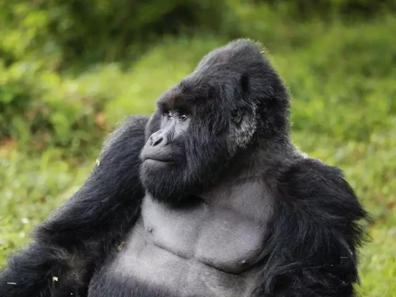 Gorille des montagnes, Parc national de Bwindi - Ouganda, &copy; Julien Erster - TIRAWA 