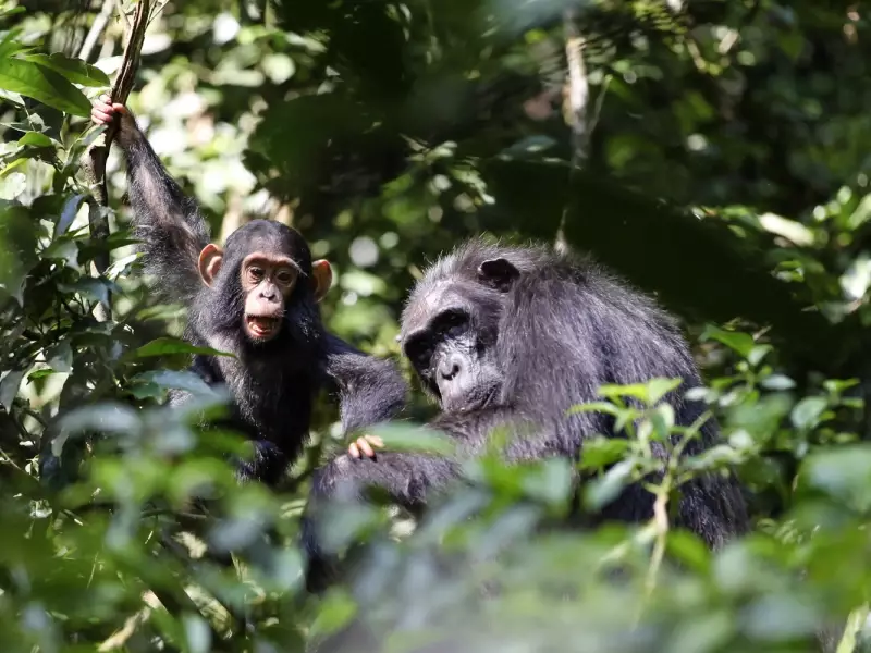 Chimpanzés, Parc national de Kibale - Ouganda, &copy; Julien Erster - TIRAWA 