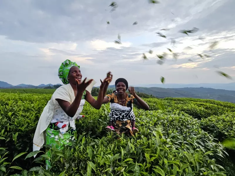 Plantations de thé à Gisakura - Rwanda, &copy; Julien Erster - TIRAWA 
