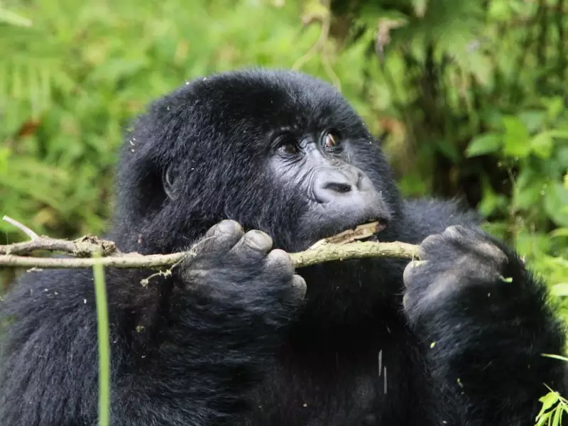 Gorille de montagne, Parc national des Volcans - Rwanda, &copy; Julien Erster - TIRAWA 