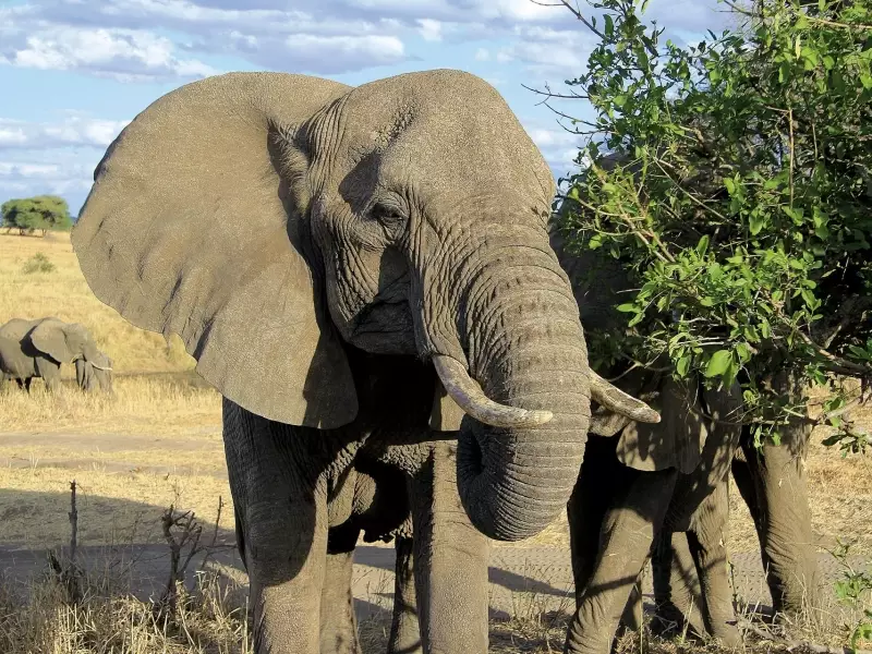Eléphants dans le parc du Serengeti - Tanzanie, &copy; Julien Freidel - TIRAWA 